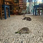 Ruina Glamping Kamp alanı