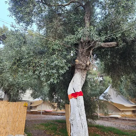 Ruina Glamping Mezgit